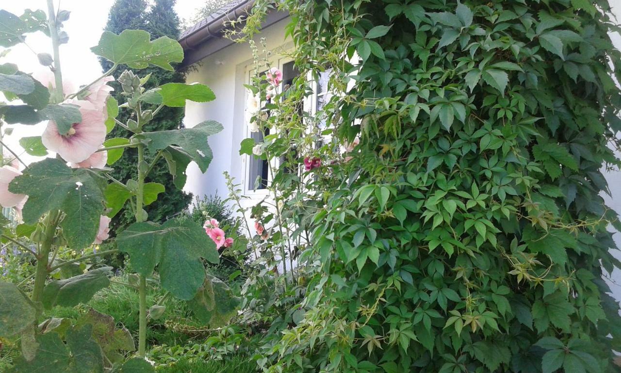 Bizon Guest House Sadowne Bagian luar foto